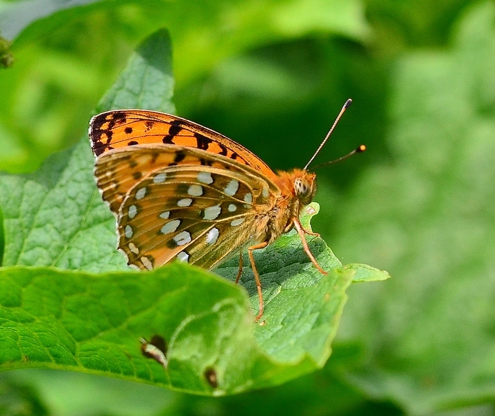 Il Velebit e le sue farfalle